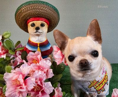 Cinco de Mayo 2024