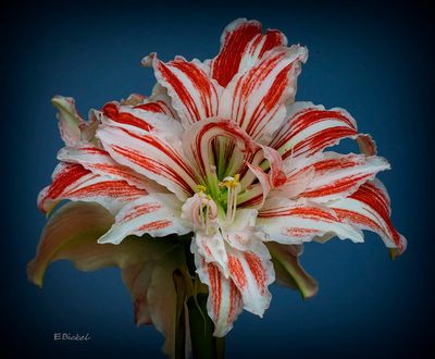 Amaryllis