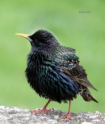 Starling 4-10-24