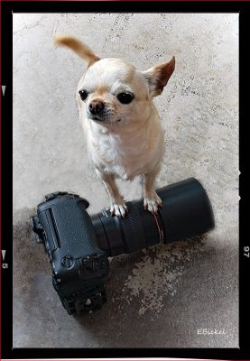 International Chihuahua Appreciation Day 2021