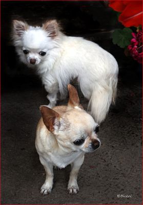 International Chihuahua Appreciation Day 2023