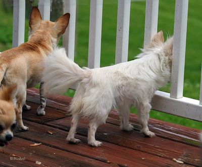 International Chihuahua Appreciation Day 2020