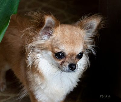 International Chihuahua Appreciation Day 2018