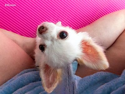 International Chihuahua Appreciation Day 