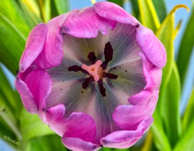 Inside a Tulip 4-06