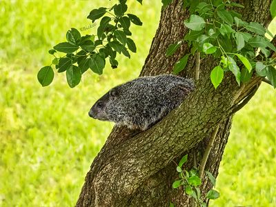 Tree Climbing Groundhog 5-15-24