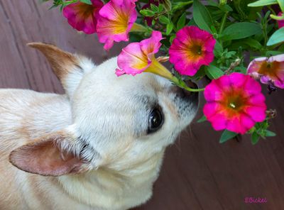 Stop to Smell the Flowers 6-24-24