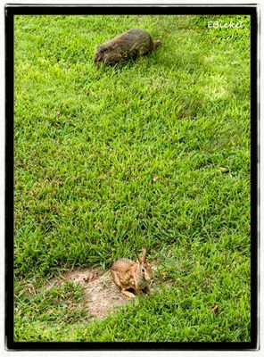 Grazing Critters 7-09-24