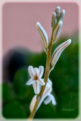 Haworthia Truncata 4-14-24