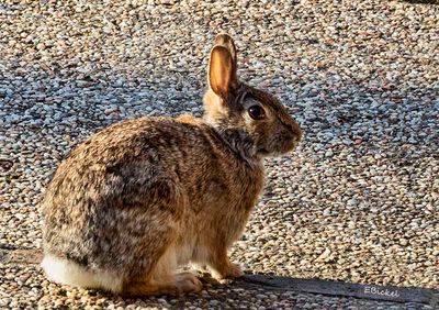 Porch Bunny 4-09-24