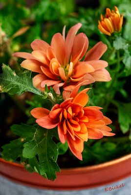 April Mums 4-18-24