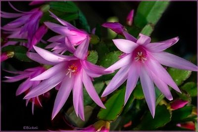 Easter Cactus