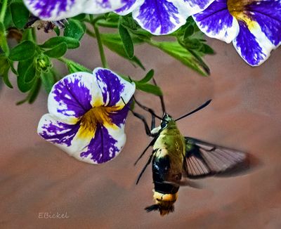 Clear Wing Hummingbird Moth 7-05-24