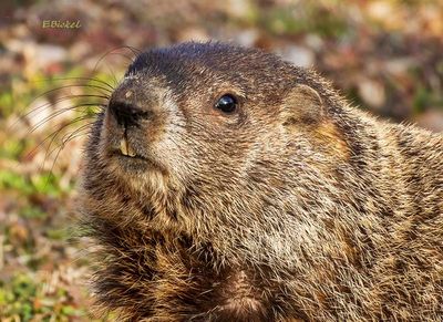 Looking at Me 2-20-24