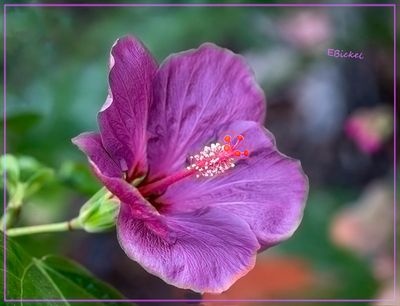 Lilac Wine 2-29-24
