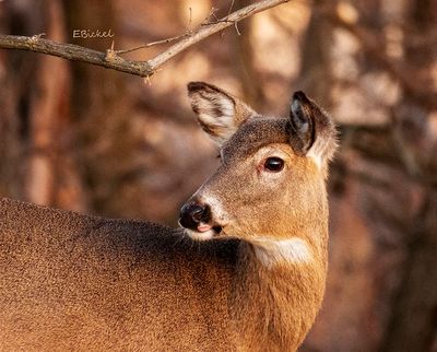 Winter Doe 2-25-24