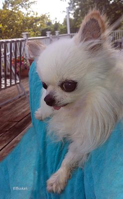 International Dog Day 2014