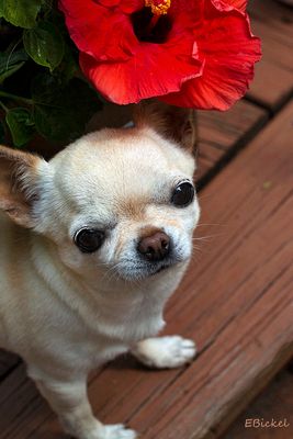International Dog Day 2023