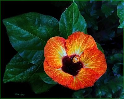Venetian Pepper 8-30-24