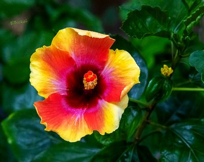 Bright Hope 8-11-24