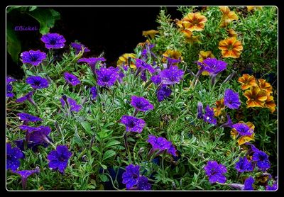 Summer Petunias 8-18-24