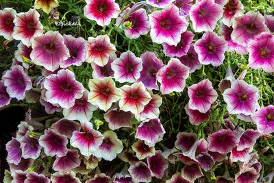 Peach Melba 8-19-24