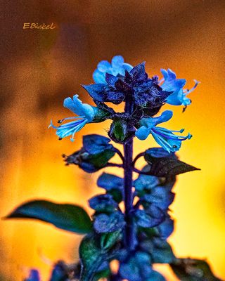 Thai Basil During the Golden Hour 9-04-24