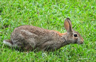 Bunny Rabbits