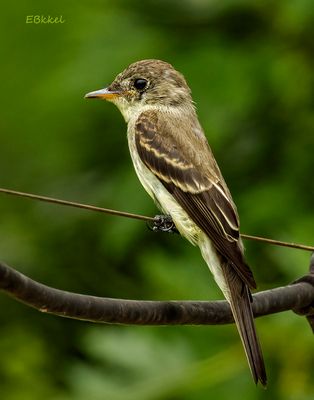 Bird on a Wire 8-16-24