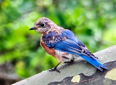 Juvenile Eastern Bluebird 8-20-24