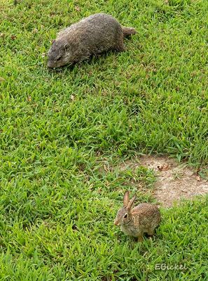 Wild Critters