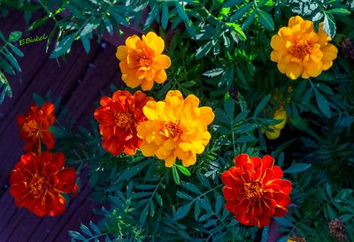 Marigolds