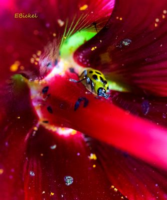 Inside a Hibiscus 10-03-24