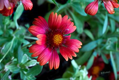 Arizonia Red Blanket Flower 9-10-24