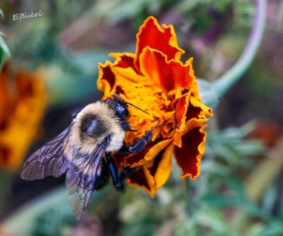 Bees & Wasps
