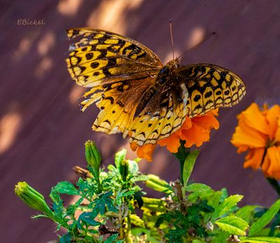 Native Missouri Wild Butterflies