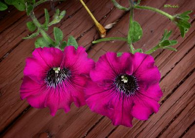 Petunias