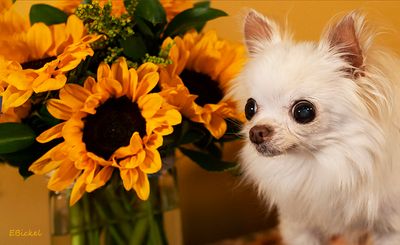 Bailey and the Sunflowers 9-08-24