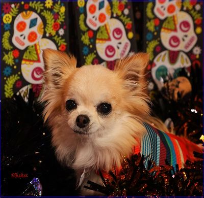 Día de los Muertos 11-02-24