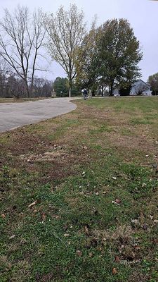 Ready for New Trees  11-05-24