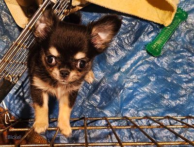 I Need a Name  11-21-24