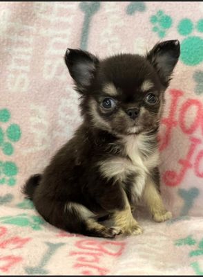 6 Weeks Old