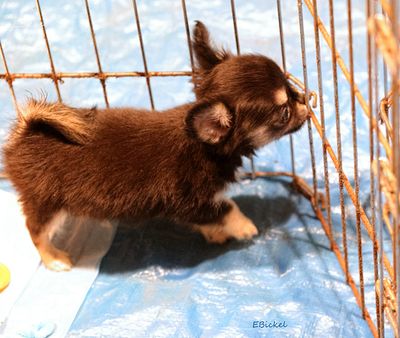 Can I chew on this? 11-19-24