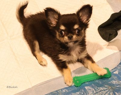 Nylabone 11-23-24