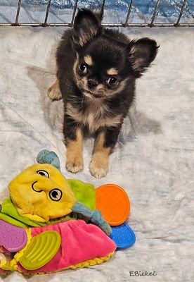 Big Toy Little Dog 11-22-24