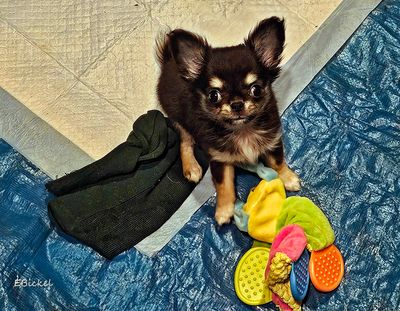 Toys  11-23-24