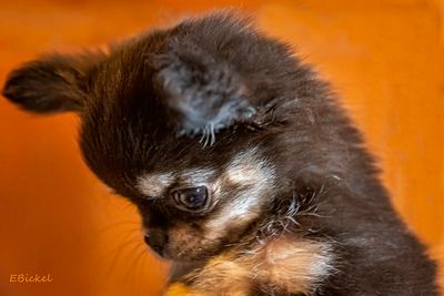Baby Profile 11-28-24