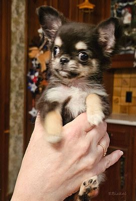Just a Little Girl 11-29-24