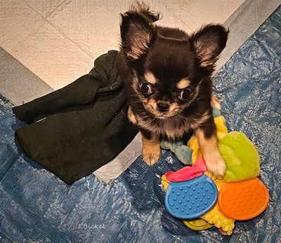 Her First Toys 11-23-34