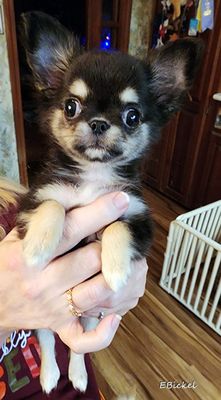 A 10-Week-Old Handful 11-26-24